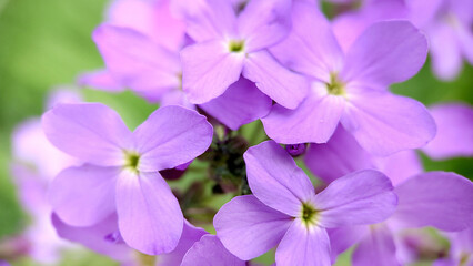Fototapeta na wymiar Small lilac flowers blooming in spring phlox close-up