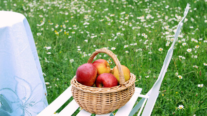 Beautiful red apples in a basket, in the midst of a flowering daisy field, lawn. High quality photo