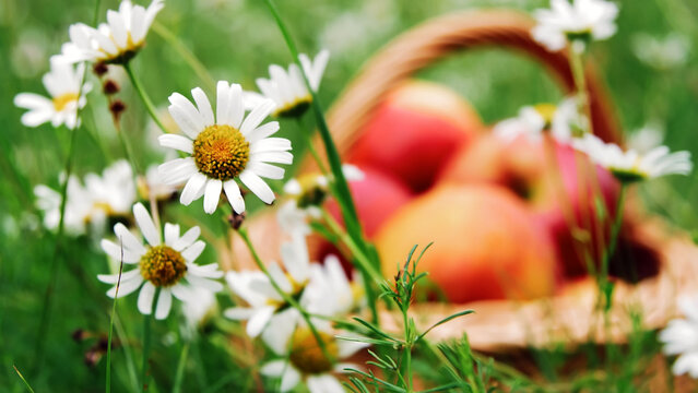 close-up. Beautiful red apples in a basket, in the midst of a flowering daisy field, lawn. High quality photo