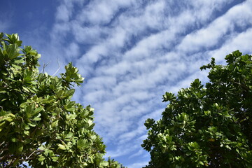 Obraz premium sky and tree