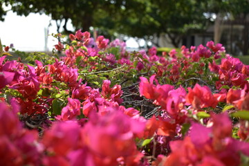 Fototapeta premium Thorns and Flowers