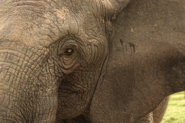 Profil de la tête et regard d'un éléphant d'afrique en afrique de l'ouest, Togo