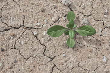 plant growing in soil