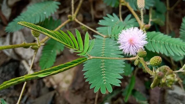 mimosa pudica flower (is called lajalu in Marathi and in Hindi chui mui is called ) of shy plant in Indian garden 