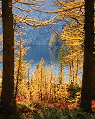 Enchantments - golden larch and fall colors