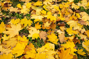 Autumn leaves on the ground.