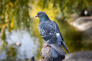 Fototapeta premium Pigeon dove in the park. Portrait of a dove.