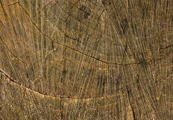 Wood texture. Wooden cut background.