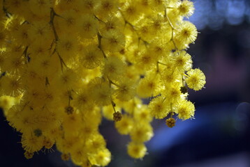 Obraz premium Mimosa