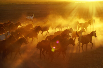 Fototapeta na wymiar herd of horses running at sunset