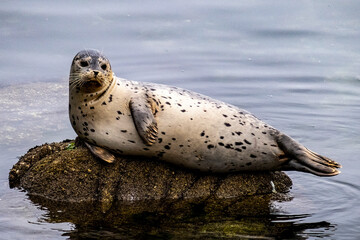 Closeup of a harbor seal basking in the early morning fog on a rock in the Monterey, California...