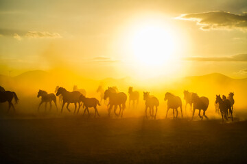 herd of horses running at sunset
