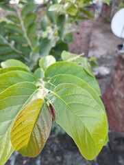 butterfly on leaf
