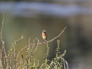European robin during autumn