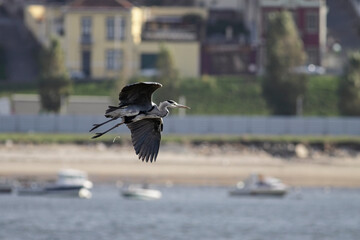 Heron in flight over river