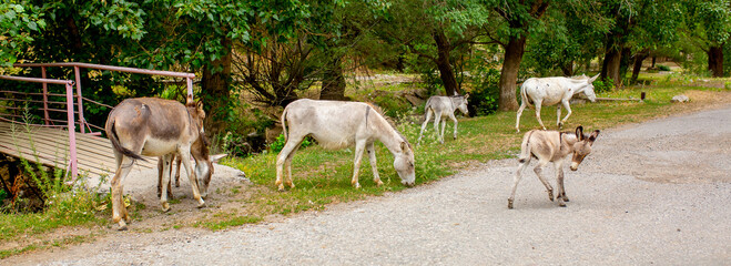 Donkey grazing on a green meadow. Herd of donkeys in the pasture, hardy animals in agriculture....