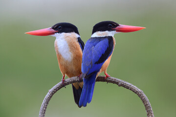 blue birds perching together on nice curve branch expose over green background in nature, birds in...