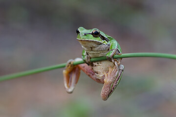 Tiny frog hanging from a branch, frog pulling chin up