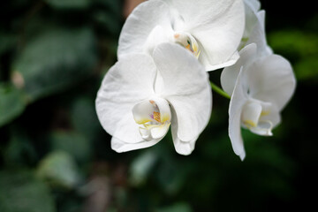 Fototapeta premium Beautiful white petals of an orchid flower on a dark background in a greenhouse. Growing orchid flowers. Empty space for text.