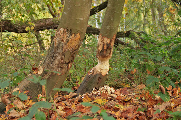 Schädigung der Bäume durch Biberfraß