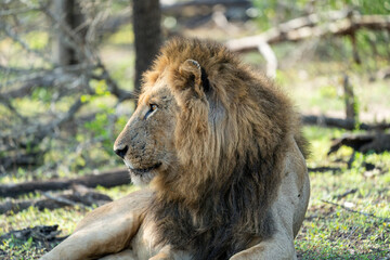 A lion resting on the ground in the African bush with a side view of its head showing its magnificent mane.