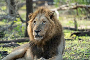 Fototapeta premium A close-up of a majestic lion facing the camera with a full and shaggy mane, resting on the ground in the African bush