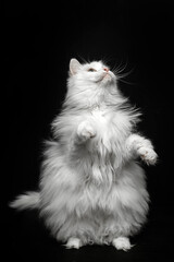 White fluffy cat stands on its hind legs on a black background