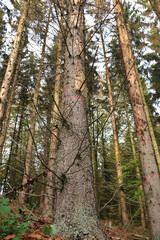 stehendes Totholz nach Käferbefall