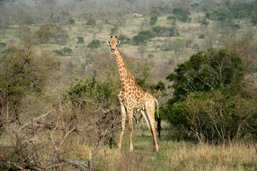 A giraffe is standing and looking at the camera with the green savanna in the background in the South African wilderness.