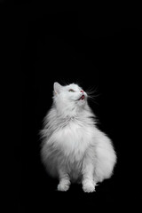 White fluffy cat on a black background meows