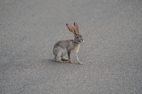 A wild South African Scrub Hare sitting in the middle of a tarred in the bush veld.