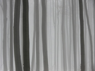 Misty, foggy forest in the winter  - close
