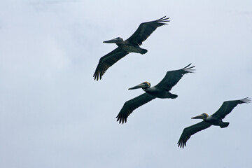 Fototapeta premium Pelicans flying in group in Machalilla National Park - Puerto Lopez - Ecuador