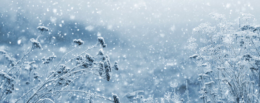 Snow-covered dry plants in a field in winter during snowfall in soft light blue tones