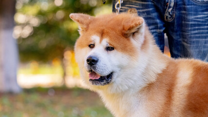 Dog breed shiba-inu in the park near his master on a leash