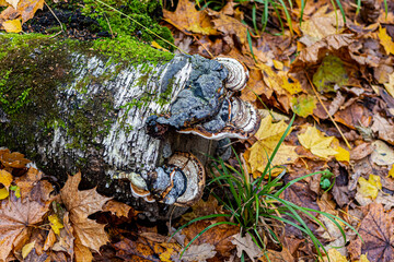 Polypores on the trunk of a fallen birch tree in the autumn forest - obrazy, fototapety, plakaty