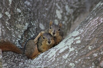 Closeup of male and female fox squirrels playing in an oak tree.