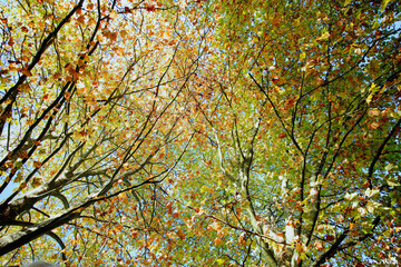 Baum im Herbst