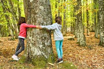 Naklejka na ściany i meble two girls hugging a century-old chestnut tree in a forest in autumn