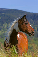 Pinto Arabian Horse Gelding on a summer meadow, portrait closeup