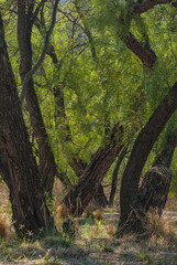 Palo Doro Canyon