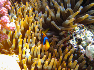 Amphiprion bicinctus or Red Sea clownfish hiding in a coral reef anemone, Sharm El Sheikh, Egypt
