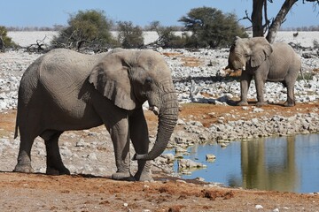 Obraz premium Elefanten am Wasserloch Okaukuejo im Etoscha Nationalpark in Namibia. 