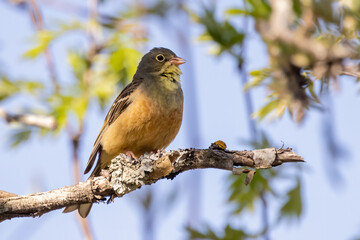 Ortolan Bunting
