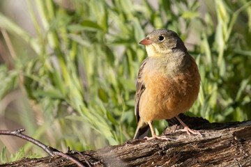 Ortolan Bunting