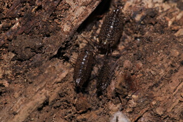 common striped woodlouse insect macro