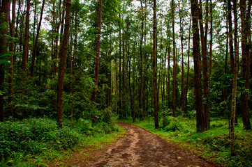 The scenery and beauty of the landscape in the pine forest in the mountains are covered with pathways and misty pine trees.