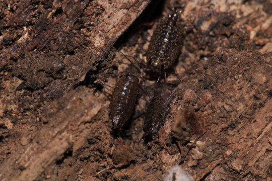 Common Striped Woodlouse Insect Macro