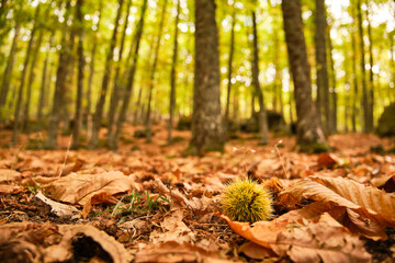 ground full of dry leaves in a chestnut forest