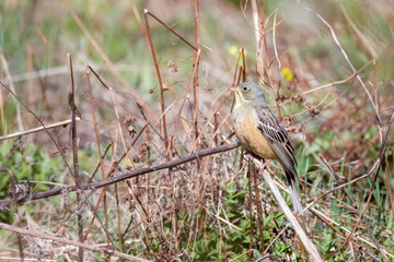 Ortolan Bunting